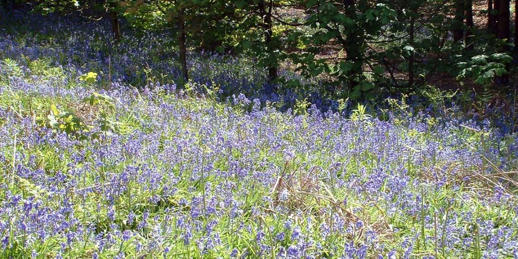 Clent Bluebells